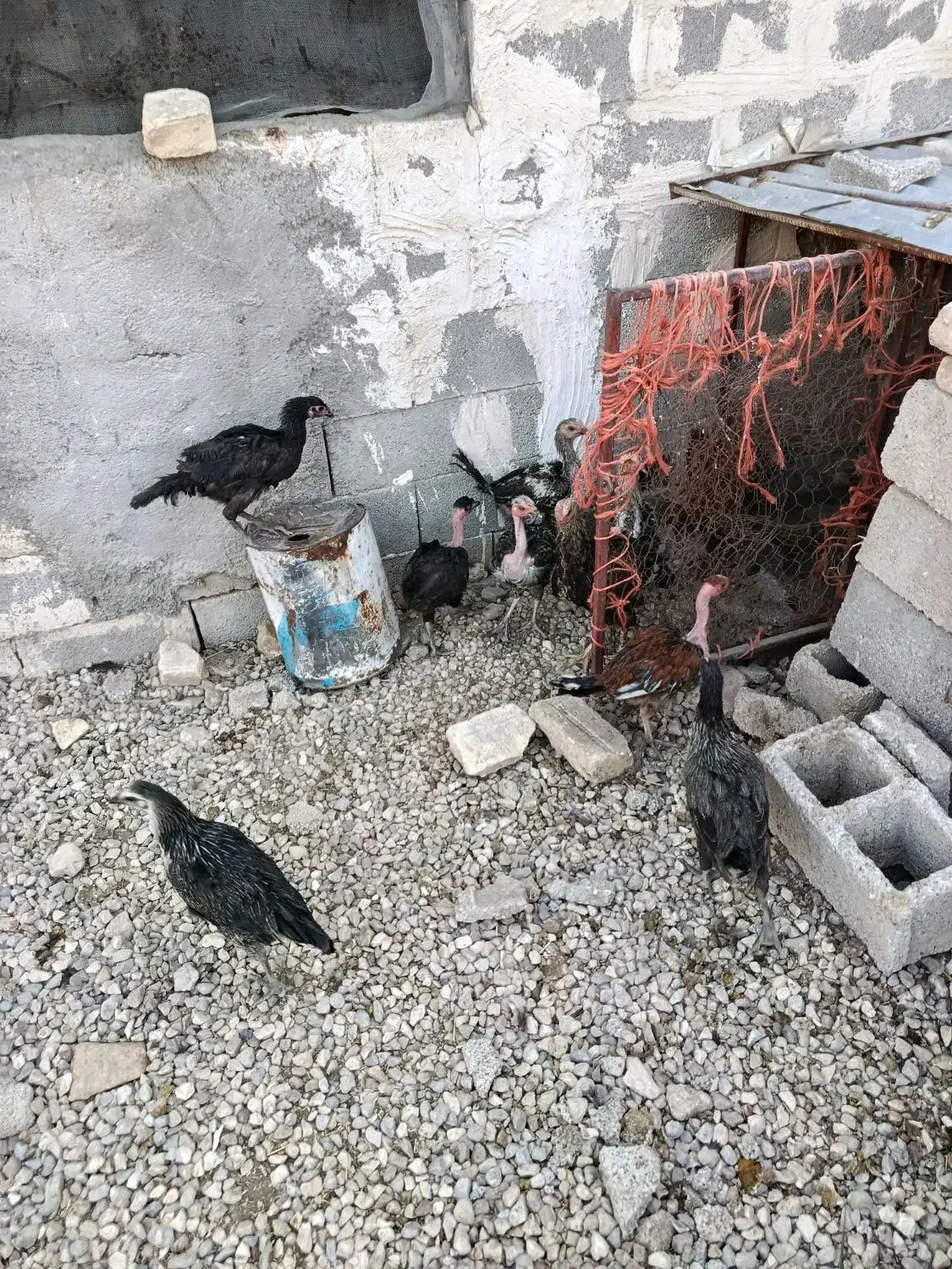 مرغ تخمگذار جوجه خروس|حیوانات مزرعه|رحمتآباد, |دیوار