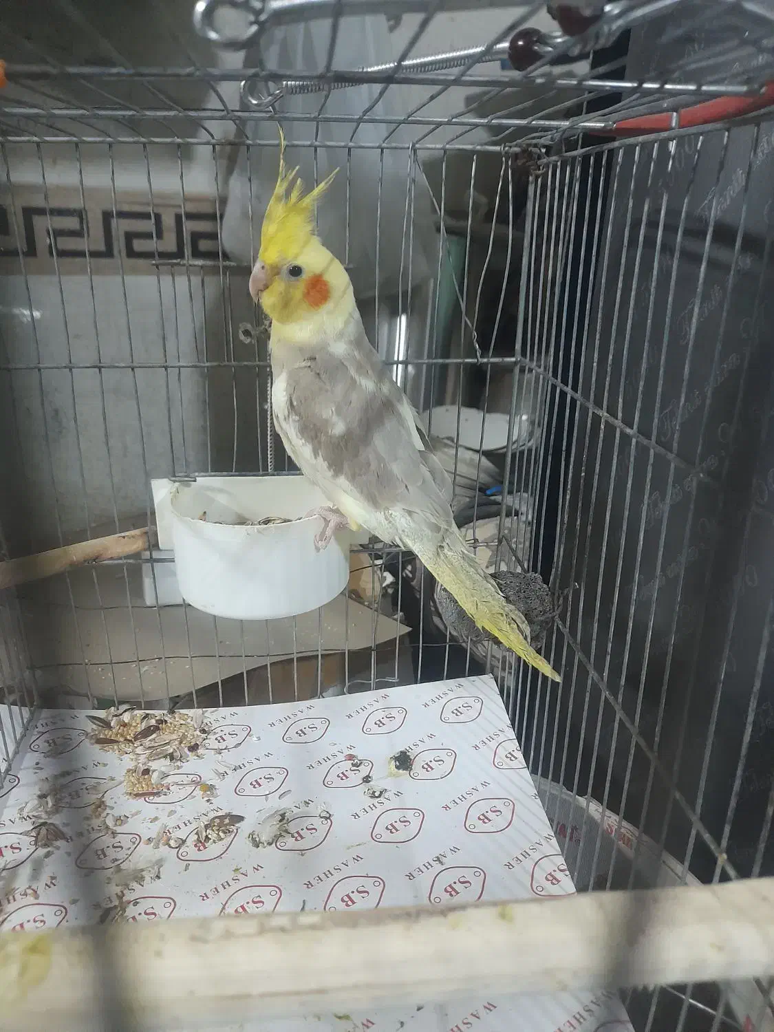 عروس هلندی سخنگو|پرنده|نسیمشهر, |دیوار