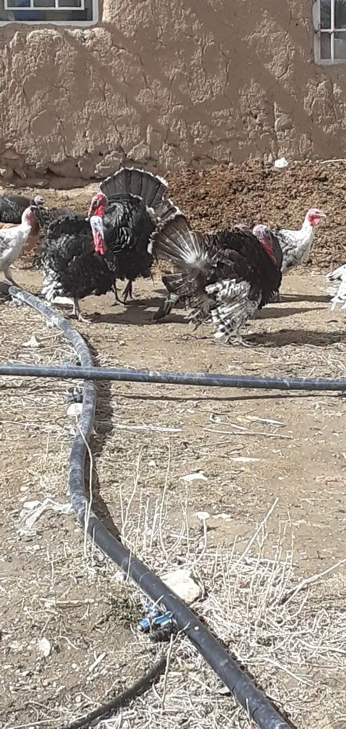 بوقلمون|پرنده|بزینه رود, |دیوار