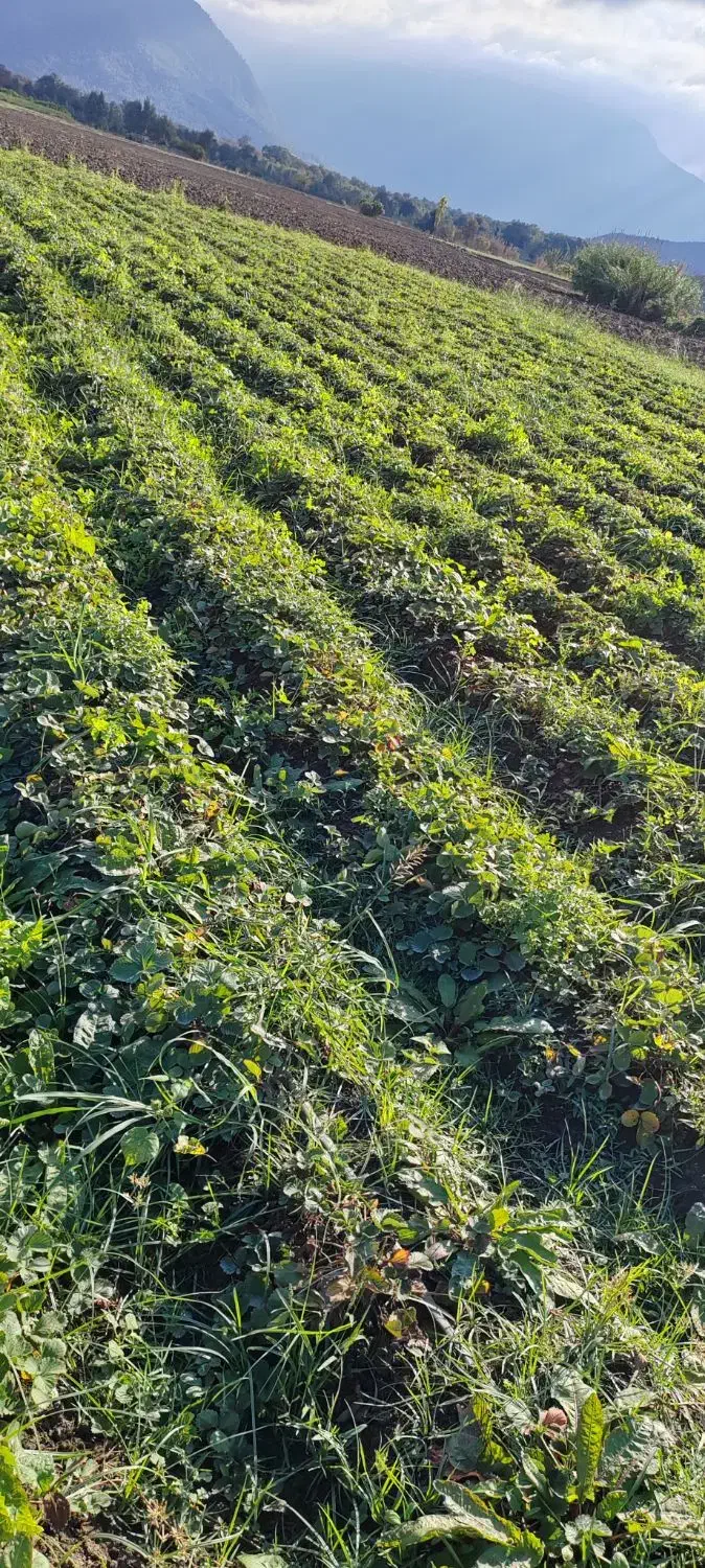 فروش نهال سابرینا نی ده میلیون تومان|خدمات باغبانی و درختکاری|دلند, |دیوار