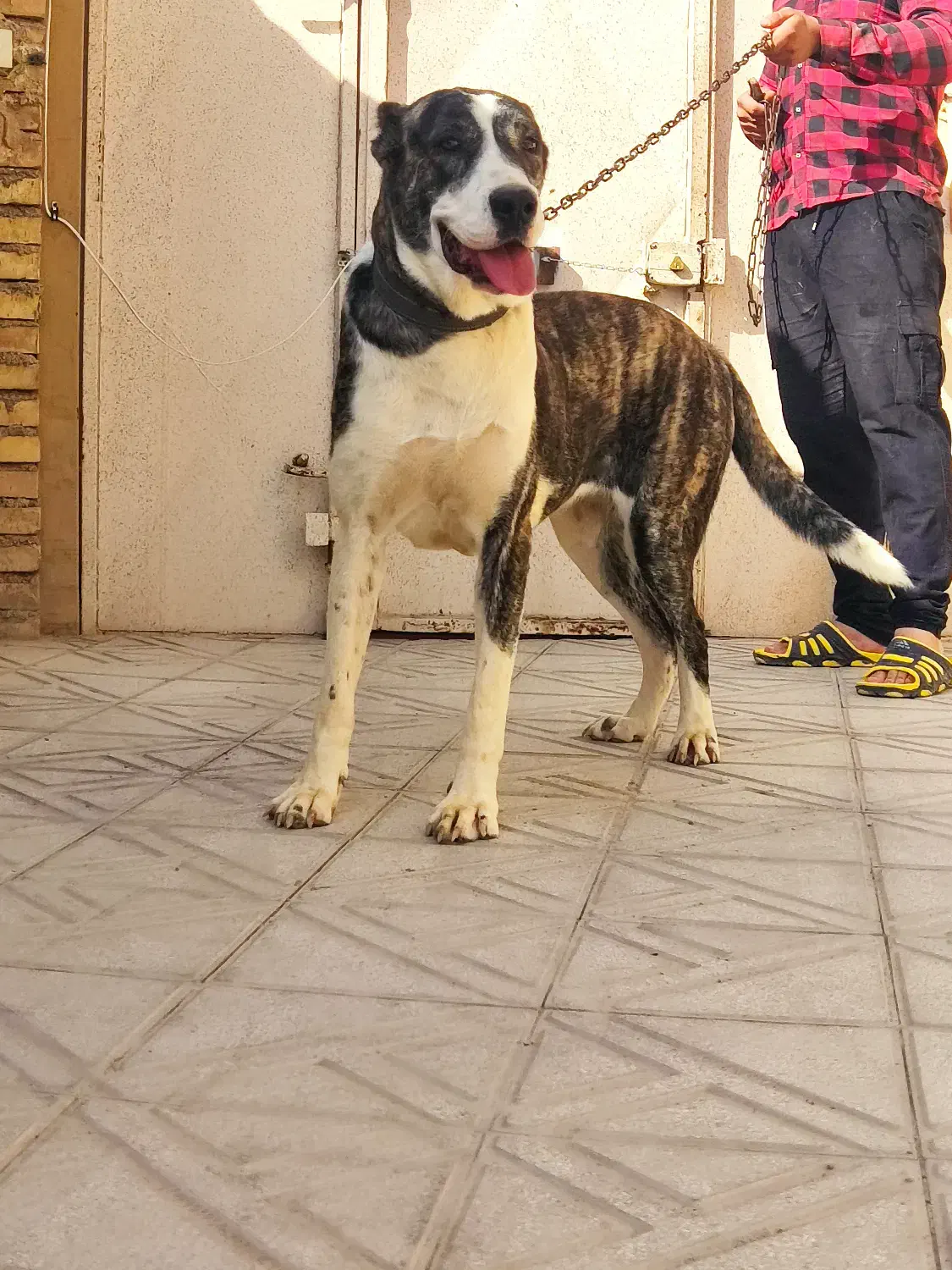 سگ الابای ترکمنستان اصیل|سگ|اصفهان, کارخانه قند اصفهان|دیوار