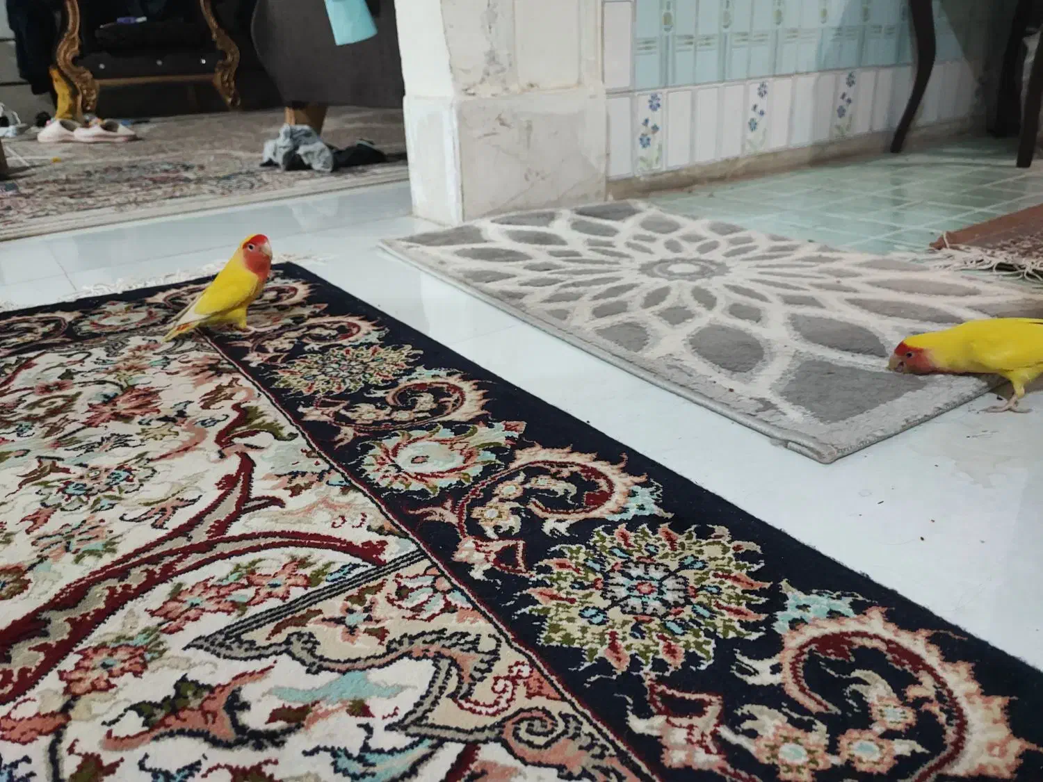 کوتوله زیبا و بانمک|پرنده|مشهد, احمدآباد|دیوار