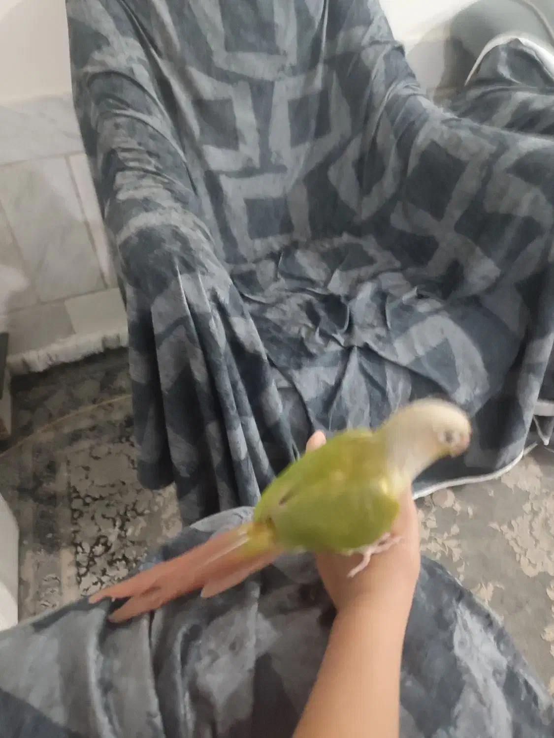 طوطی گرینچیک دستی خیلی ازوم اهلی|پرنده|خواف, |دیوار