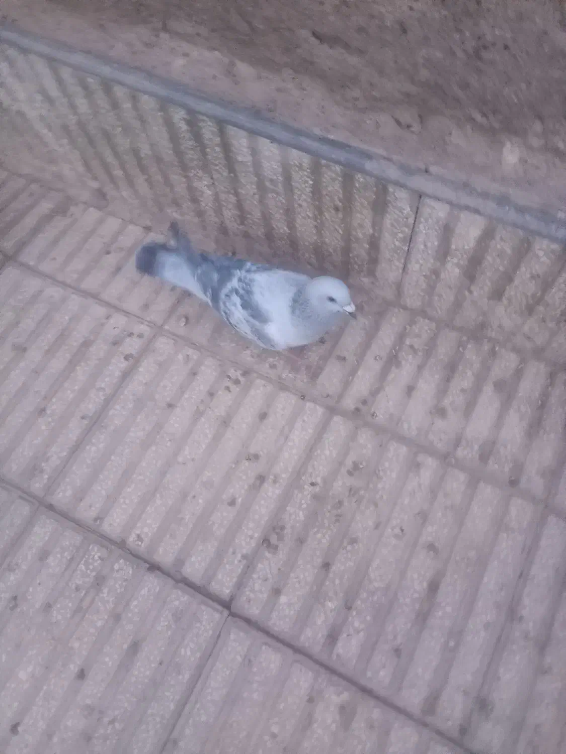 یک جفت کفتر ومرغ عشق|پرنده|سبزوار, قصبه غربی|دیوار