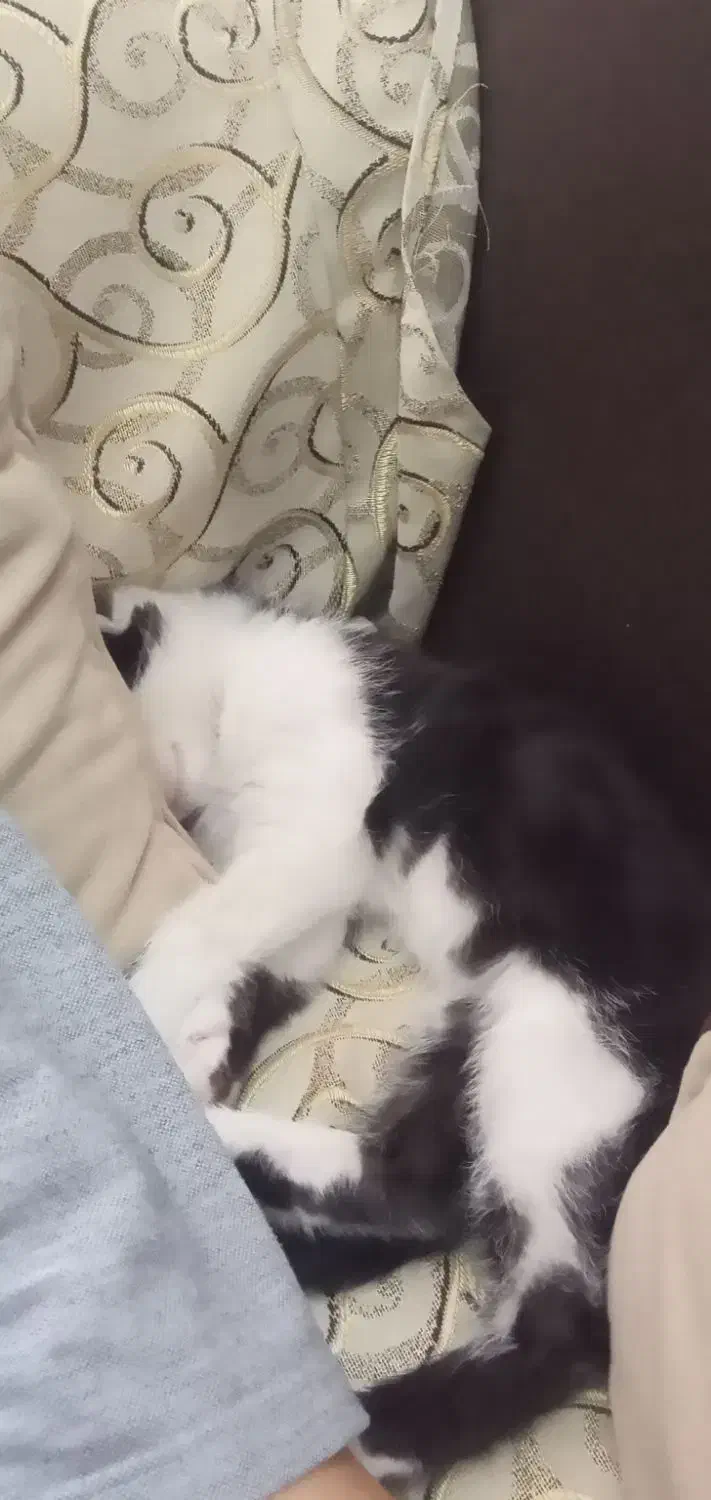 بچه گربه بازیگوش|گربه|زنجان, |دیوار