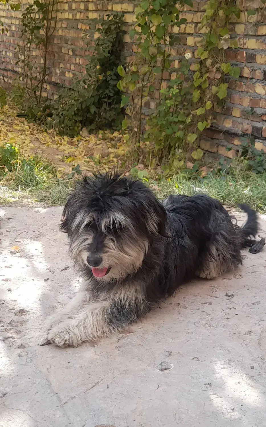 سگ باهوش وبازیگوش|سگ|اراک, |دیوار