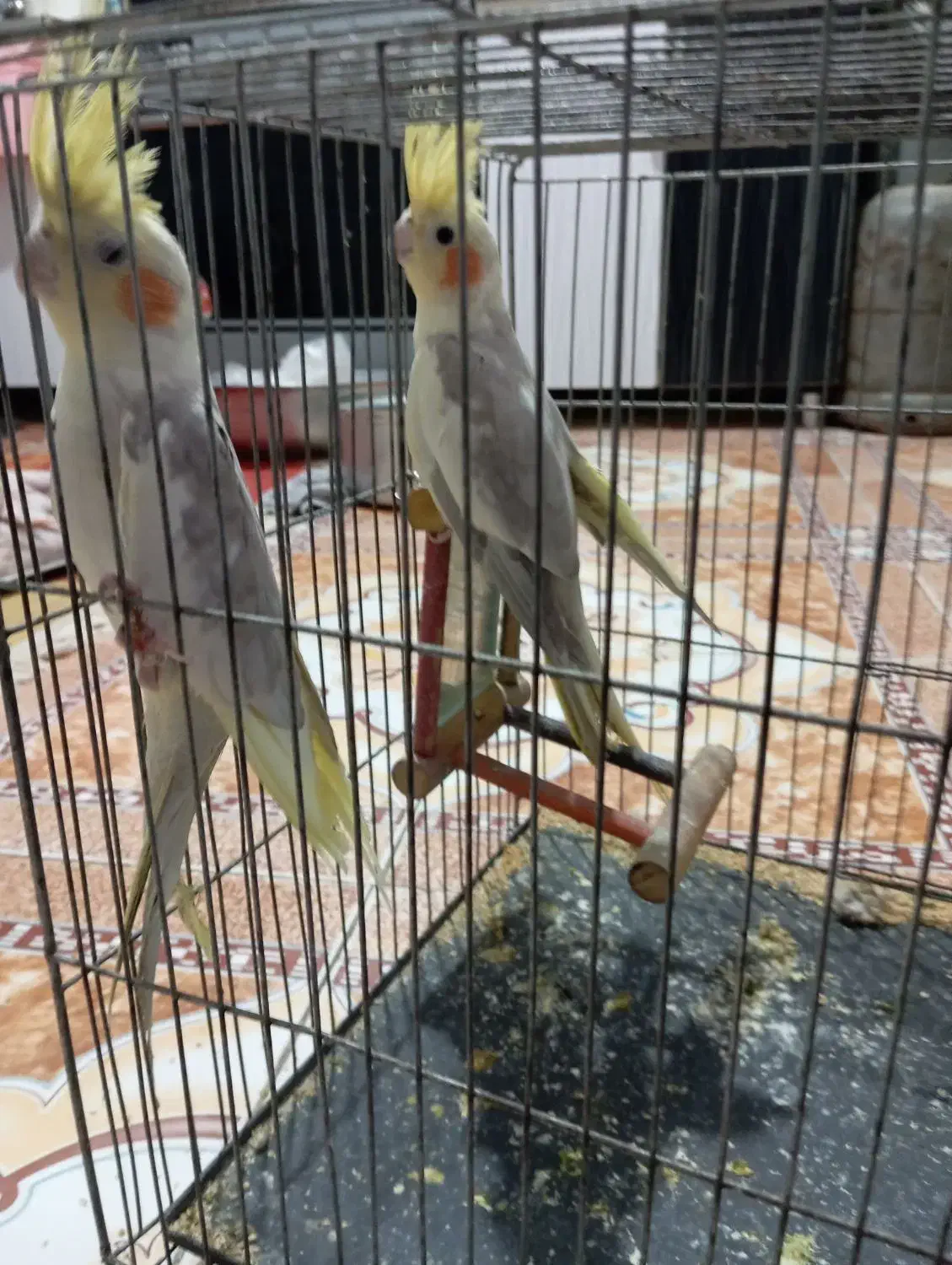 پرنده|پرنده|نیک شهر, |دیوار