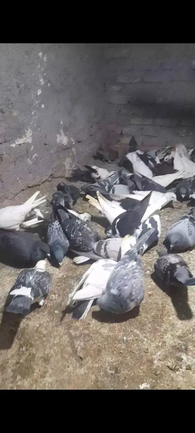 40تا کفتر به قیمت مناسب|پرنده|بیرجند, |دیوار