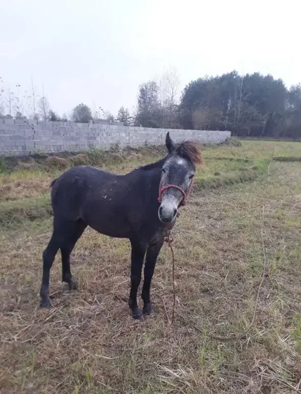 اسب|اسب و تجهیزات اسب‌سواری|تولم شهر, |دیوار