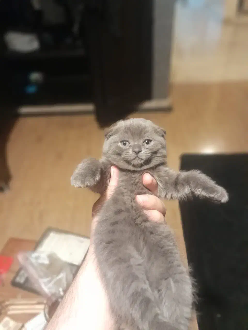 گربه های اسکاتیش‌و‌بریتیش|گربه|سنندج, |دیوار