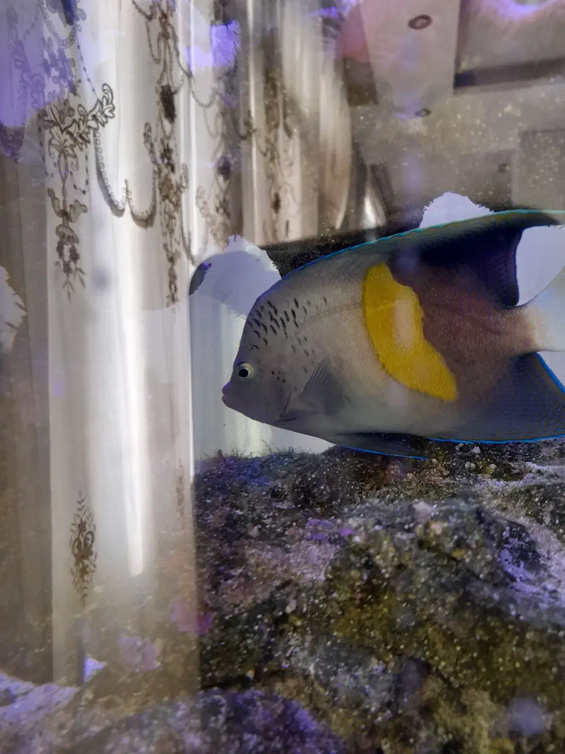 فرشته خجالتی عمان مخصوص آب شور سایز بزرگ|ماهی|اندیشه, اندیشه فاز ۵|دیوار