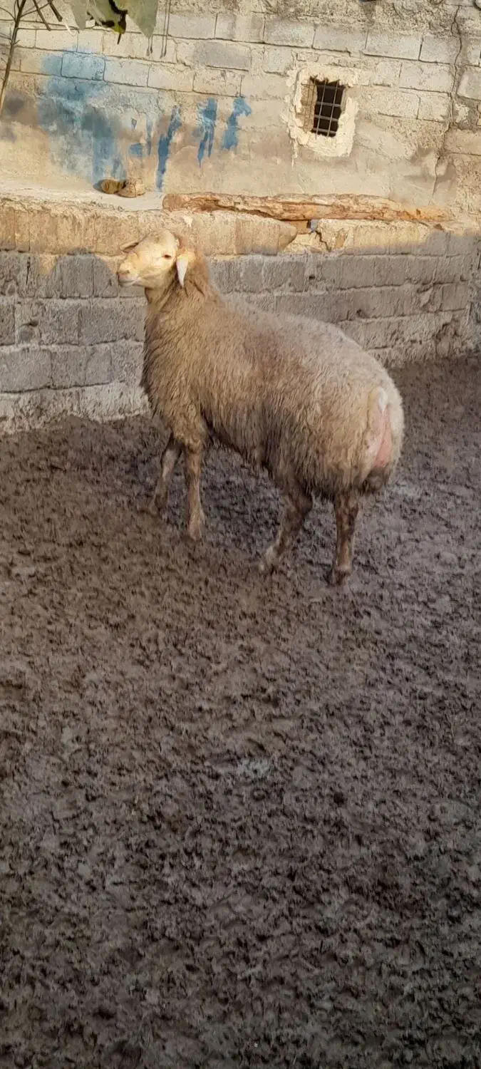 گوسفند|حیوانات مزرعه|گرمادوز, |دیوار