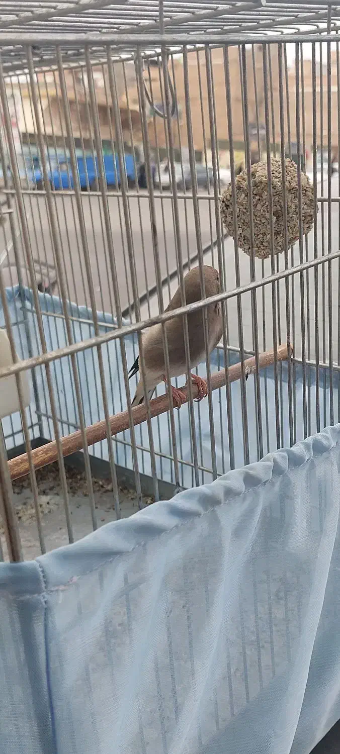 سهره|پرنده|پاکدشت, حصار امیر|دیوار