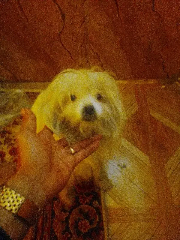 سک خانگی ب اسم لوسی|سگ|شیراز, ده پیاله|دیوار