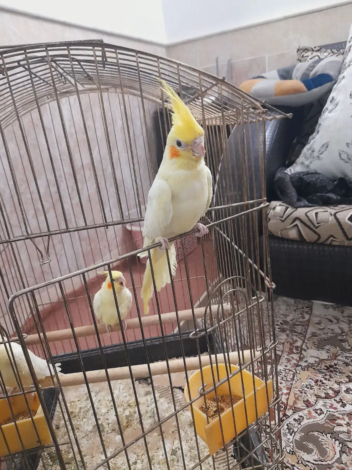 جوجه عروس|پرنده|قنوات, |دیوار