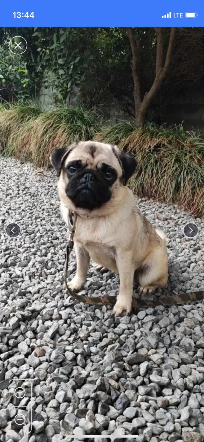 واگذاری سگ پاگ|سگ|ساری, |دیوار