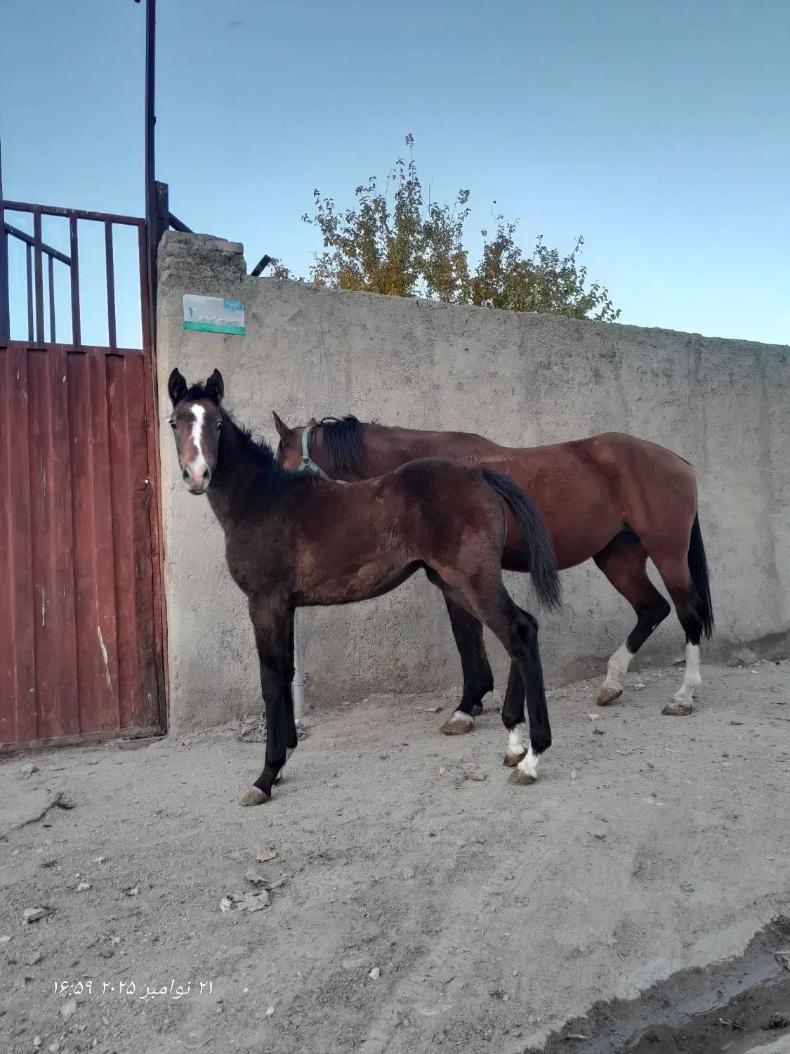 مادیان و کره|اسب و تجهیزات اسبسواری|بروجرد, |دیوار