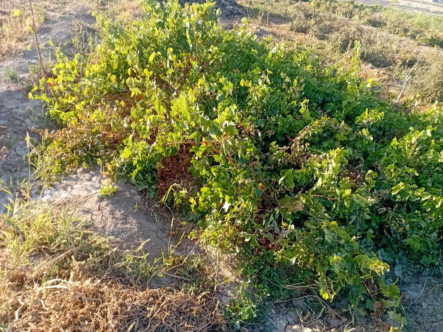 ریشه انگور|خدمات باغبانی و درختکاری|میاندوآب, |دیوار