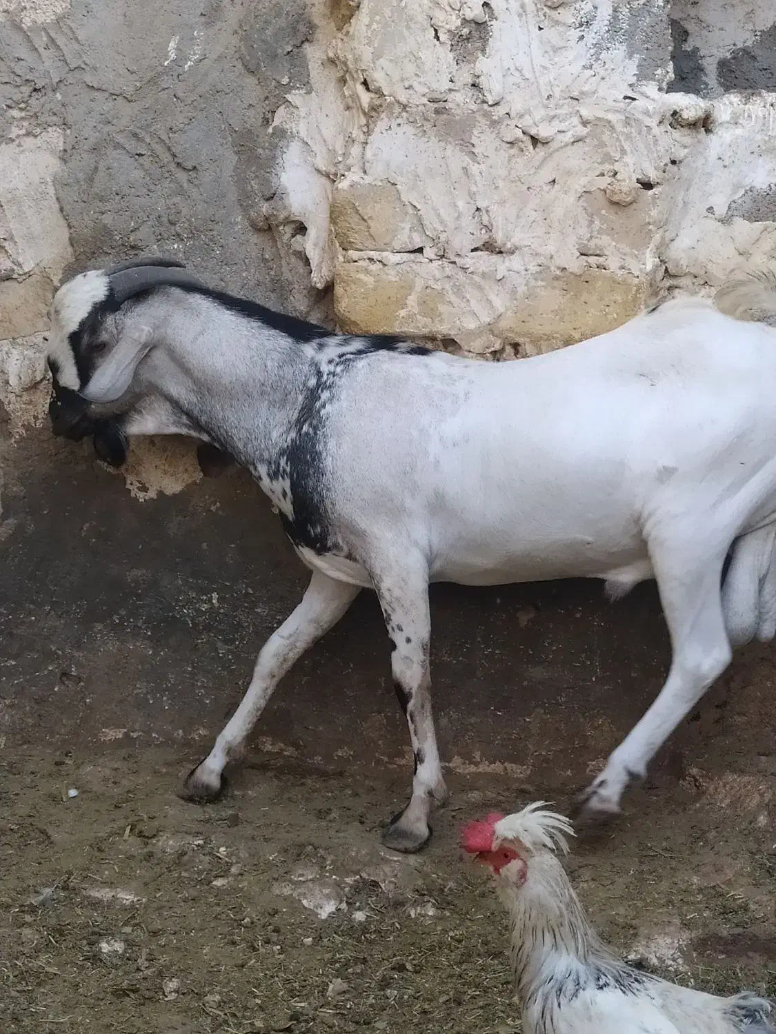 فروش عدد حیوان سومال|حیوانات مزرعه|کوخرد هرنگ, |دیوار