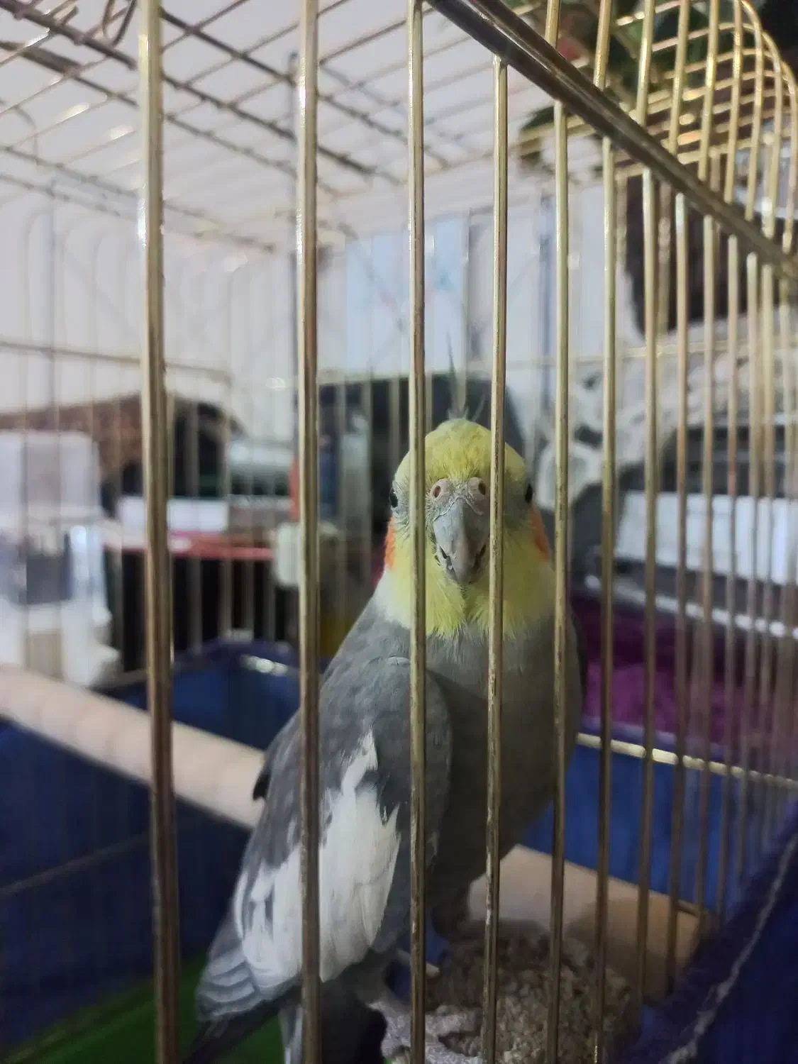 عروس هلندی|پرنده|کرمانشاه, |دیوار