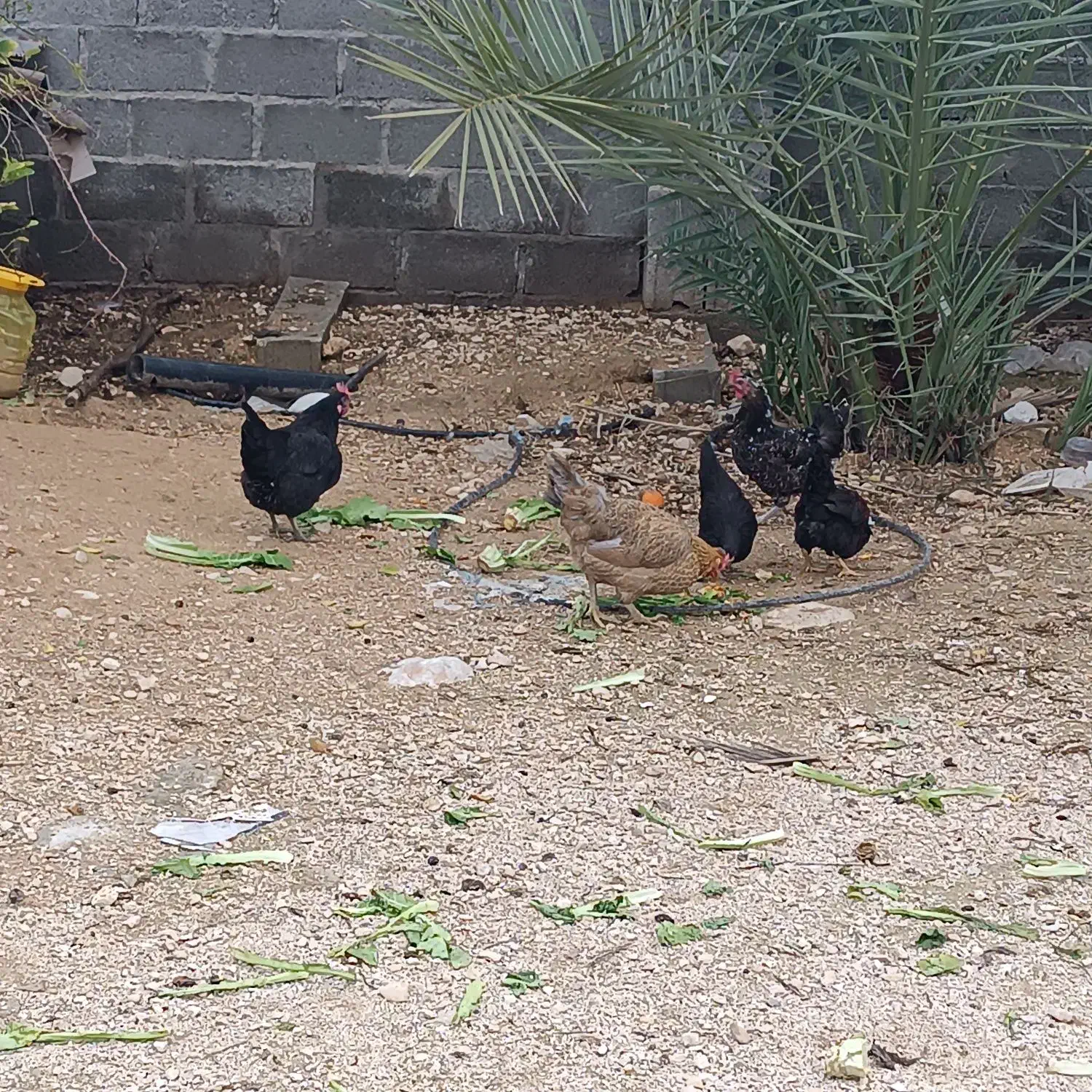 فروش 3عد مرغ محلی|حیوانات مزرعه|جم, |دیوار