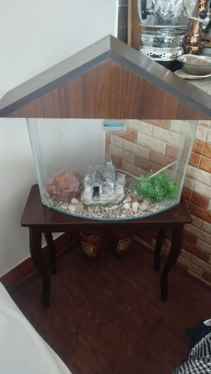 اکواریوم|ماهی|قوچان, |دیوار