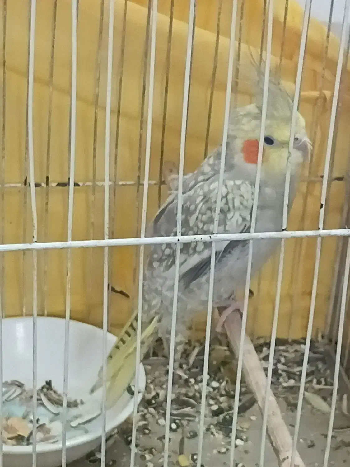 عروس هلندی یک جفت بالغ|پرنده|مشهد, شهرک مهرگان|دیوار