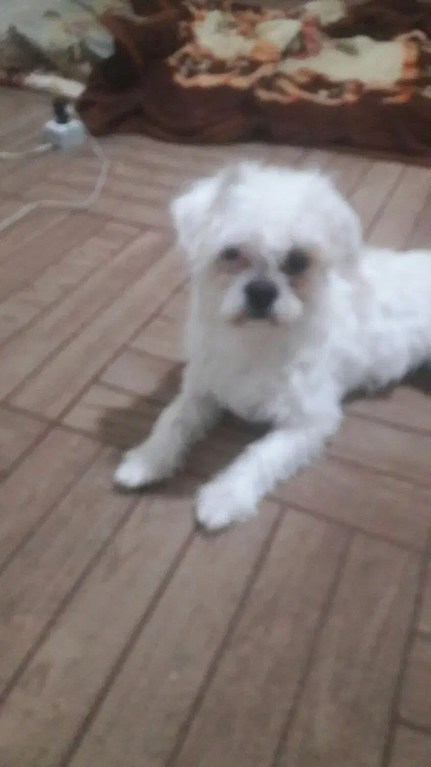 سگ پکنیز|سگ|تبریز, |دیوار