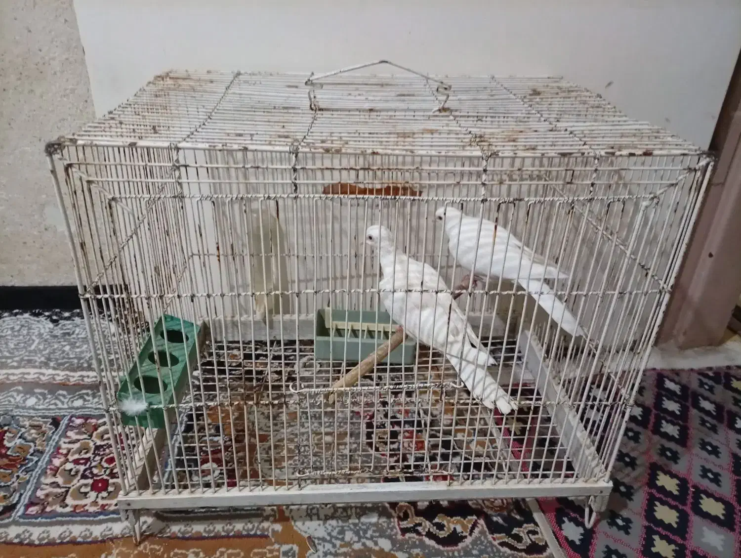 پرنده زینتی|پرنده|شیراز, تندگویان|دیوار