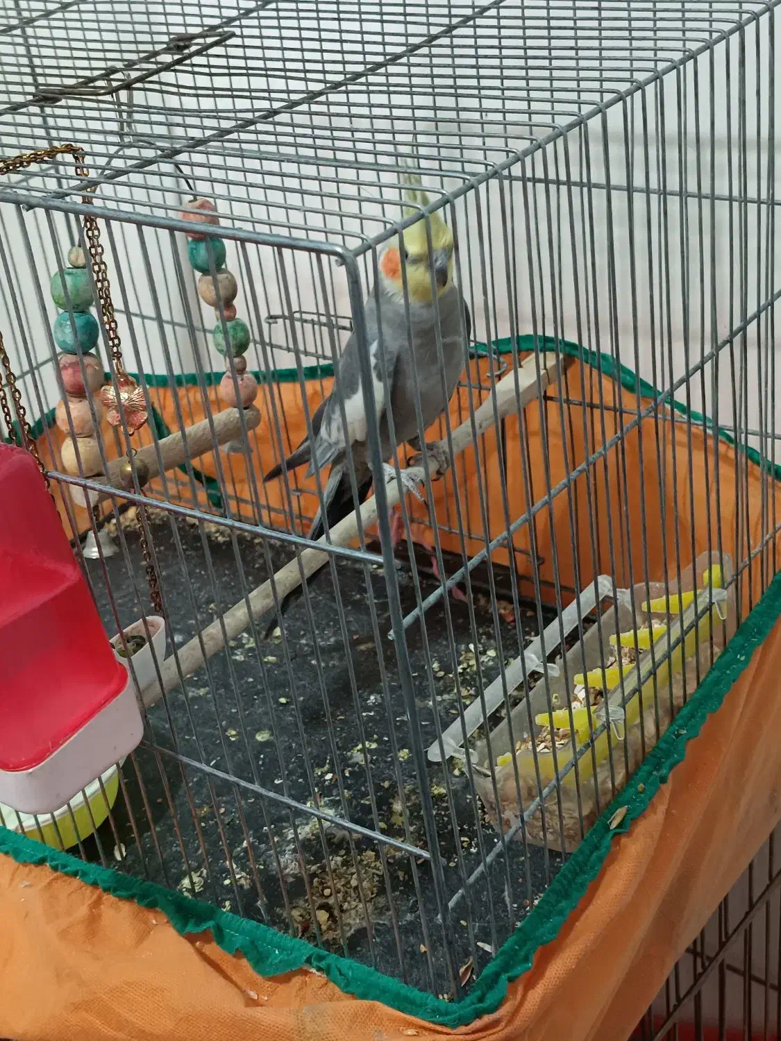 عروس هلندی نر سخنگو سینامون|پرنده|پردیس, فاز ۸|دیوار