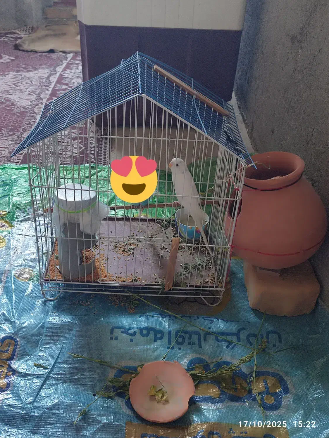 یک عدد مرغ عشق|پرنده|سراوان, |دیوار