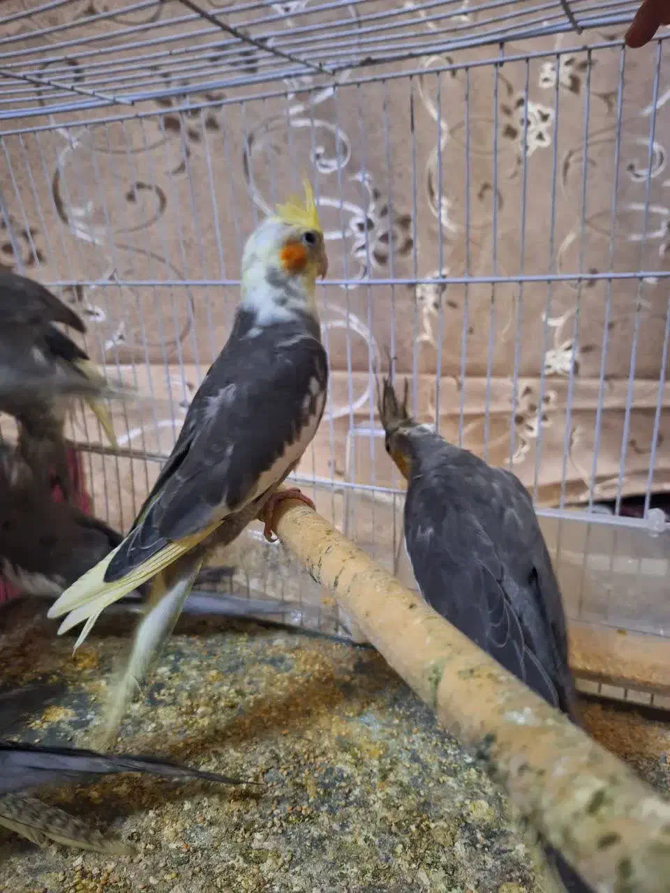 عروس هلندی|پرنده|مشهد, رضاییه|دیوار