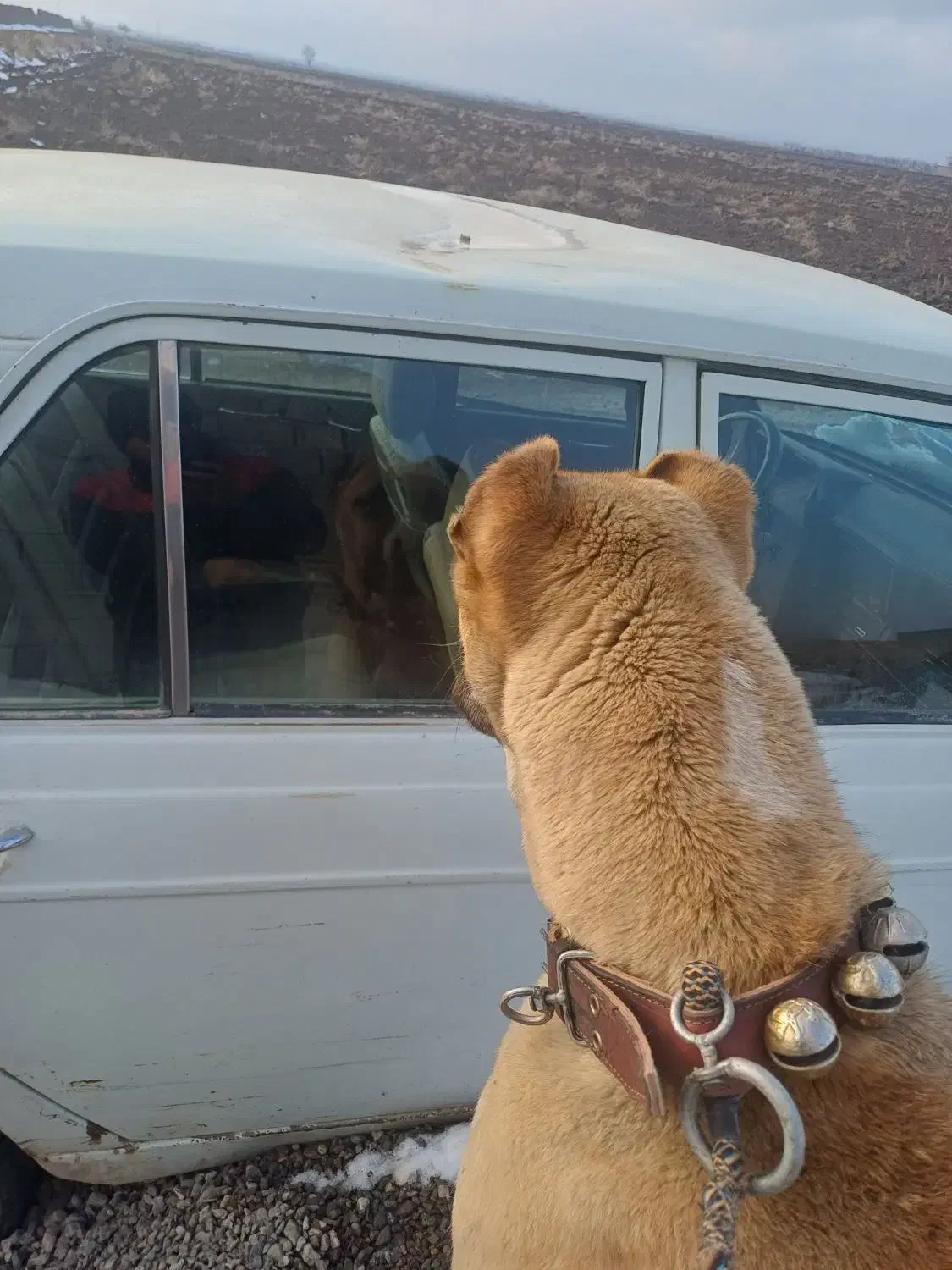 حیوان درشت ۱۵ ماه|سگ|فریمان, |دیوار