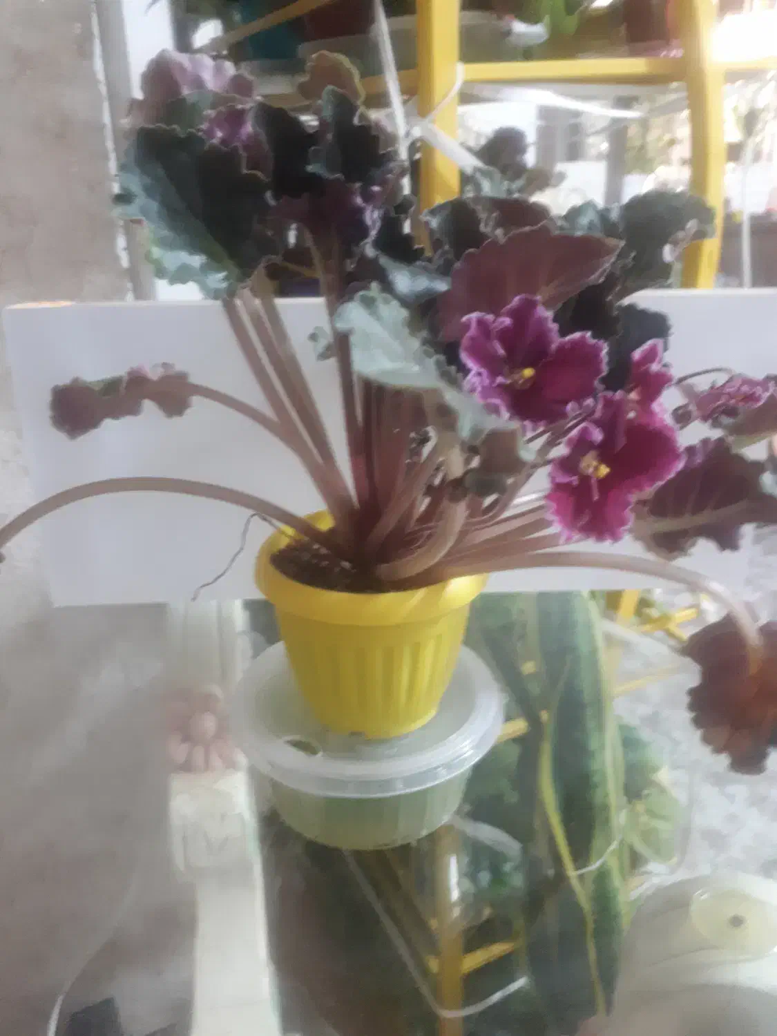 بنفشه آفریقایی|گل و گیاه طبیعی|شهریار, شهرک شاهد|دیوار