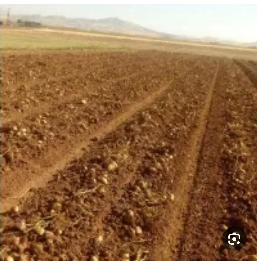 اجاره زمین کشاورزی بروجرد درود|اجارهٔ دفتر صنعتی، کشاورزی، تجاری|سیلاخور, |دیوار