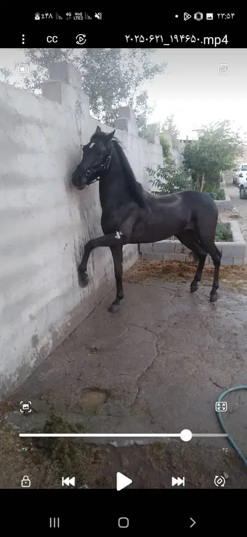 اسب نژاددار پرخون|اسب و تجهیزات اسبسواری|رفسنجان, |دیوار