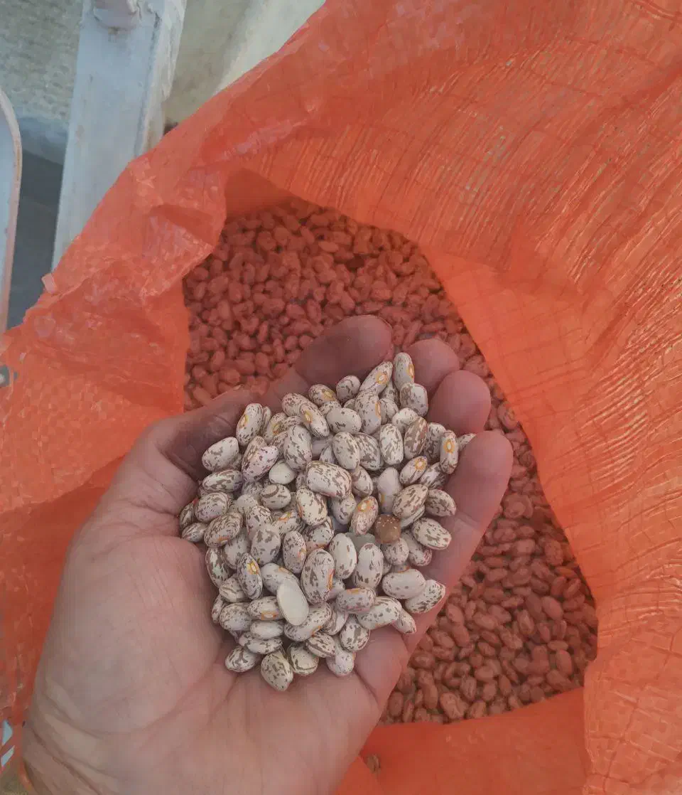 گردو ی زنوز|خوردنی و آشامیدنی|مرند, |دیوار