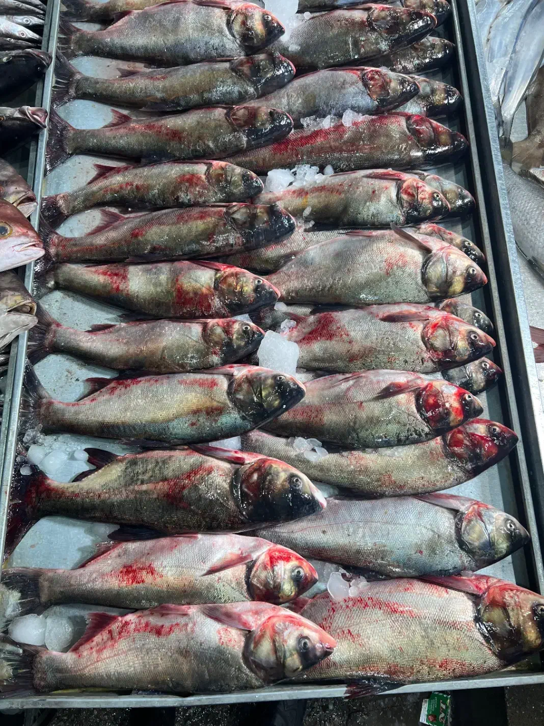 ماهی فیتو ازاد بیگهد درشت|ماهی|زابل, |دیوار