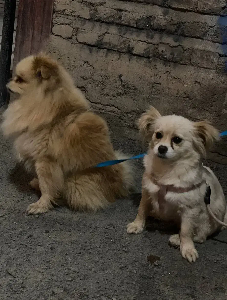 توله پامر عروسکی|سگ|بوکان, |دیوار