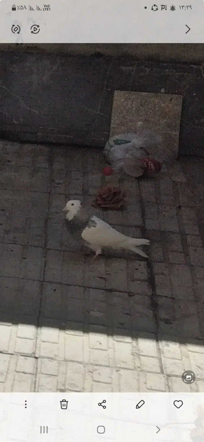 سلام خدمت‌عشق بازان‌عزیزاین‌طوقیم‌‌..۲۰‌روزرفته‌|پرنده|ملایر, |دیوار