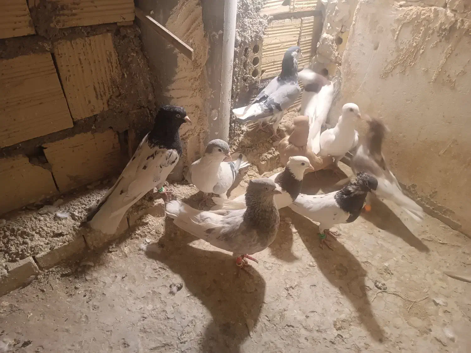 کبوتر|پرنده|تربت جام, مطهری|دیوار