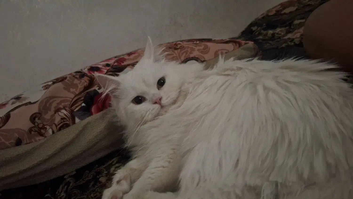 گربه پرشین|گربه|محمدیه-قزوین, |دیوار