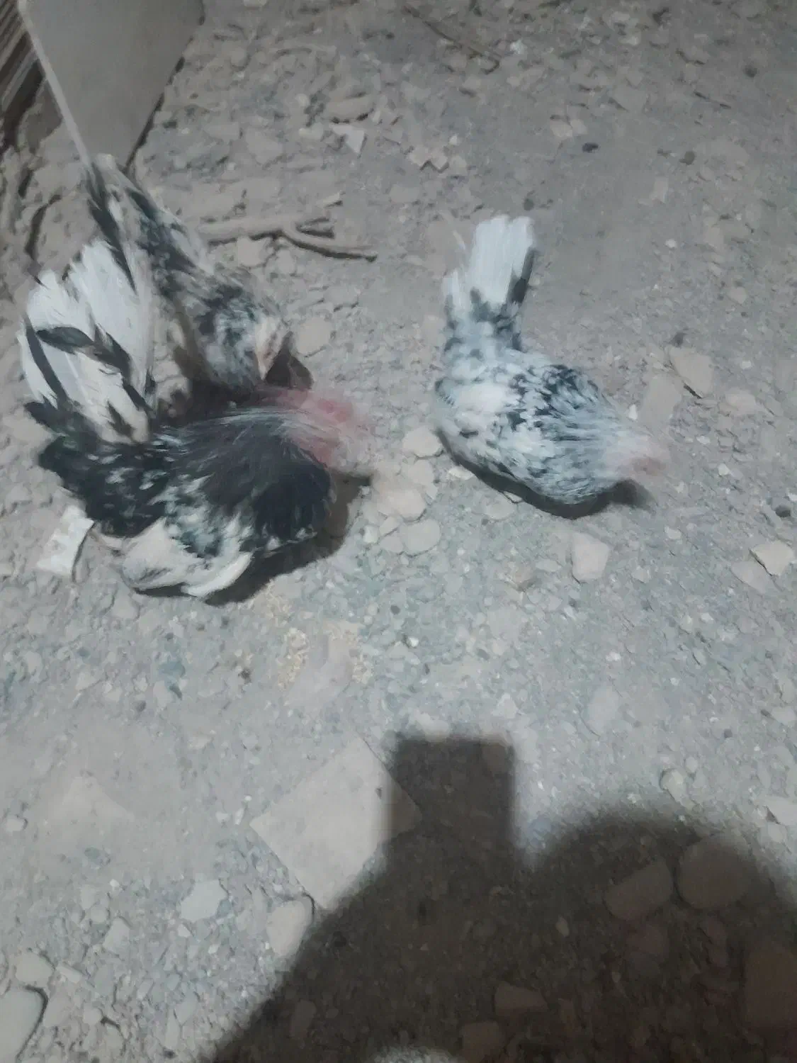 مرغ خروس جوجه ژاپنیز جاپنیز مینیاتوری|حیوانات مزرعه|مشهد, کوی سیدی|دیوار