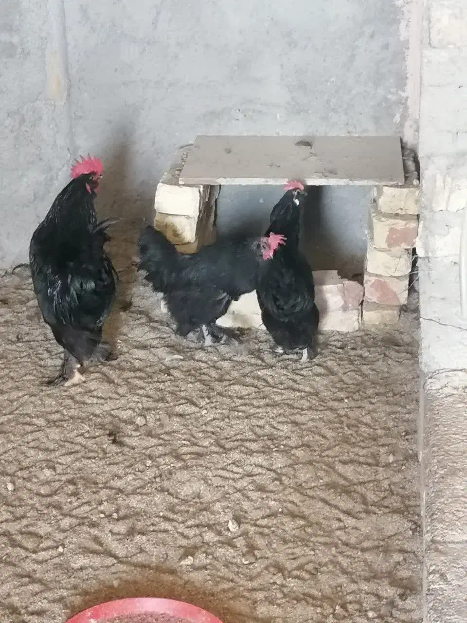 تخم نطفه دار مرندی وبرهما لایت|حیوانات مزرعه|خمینی‌شهر, |دیوار