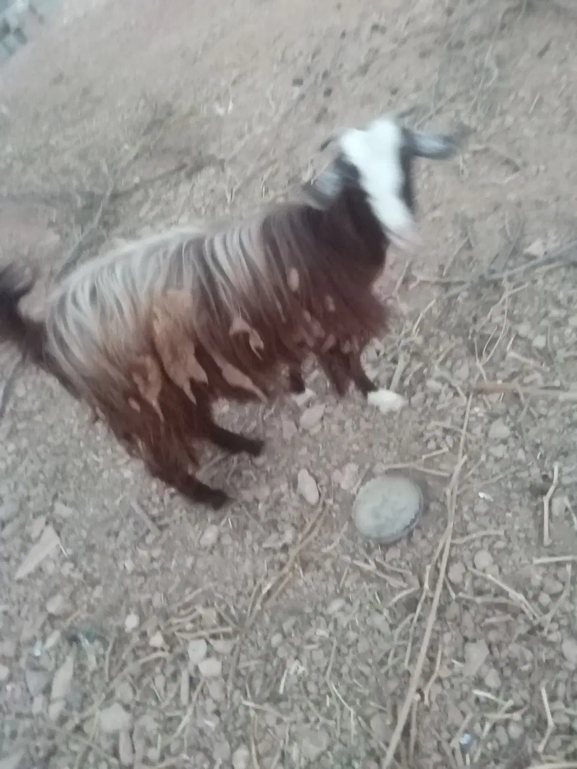 بز آبستن|حیوانات مزرعه|نجفآباد, حومه نجف آباد|دیوار