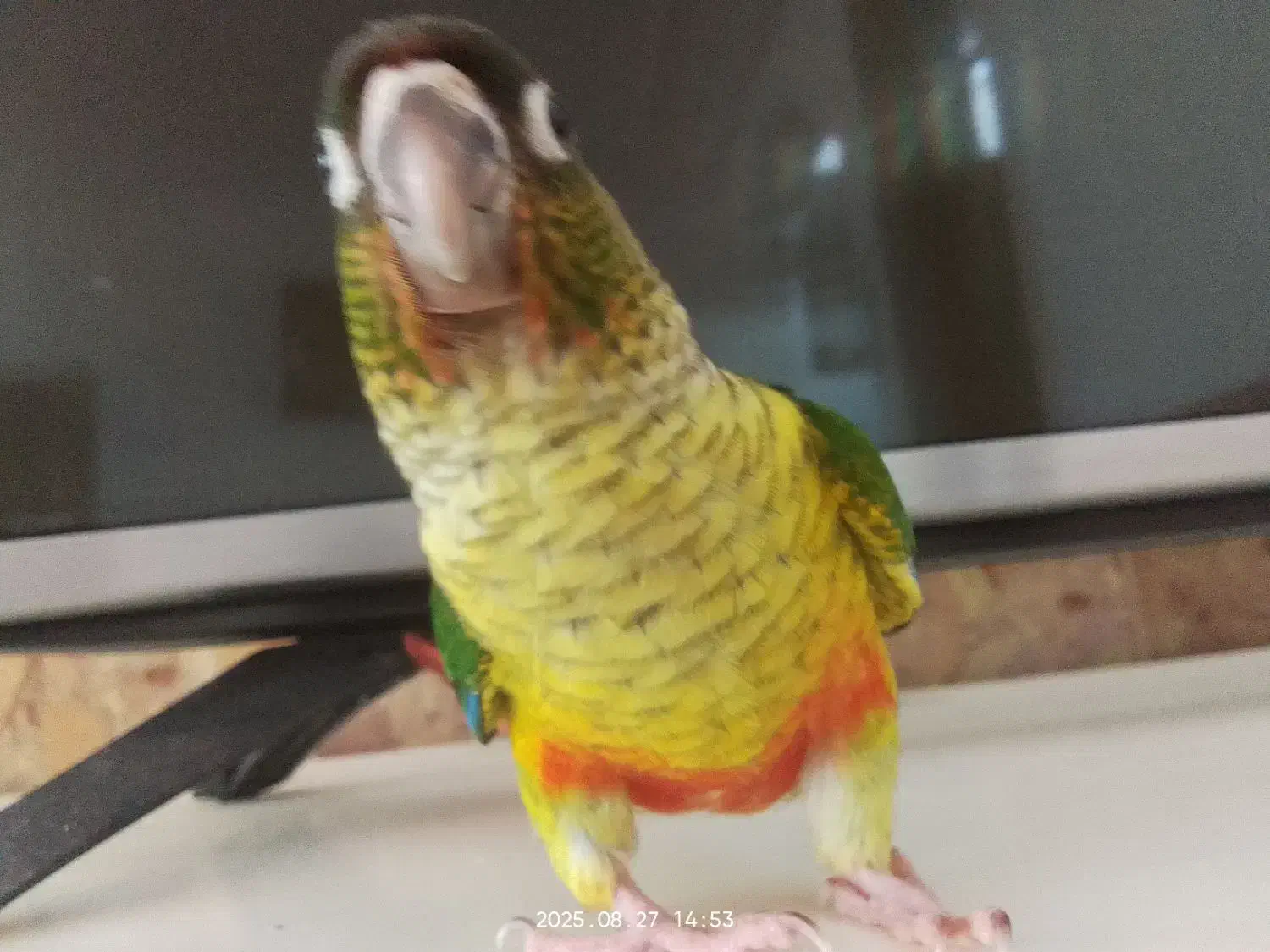 طوطی گرینچیک|پرنده|چناران, |دیوار