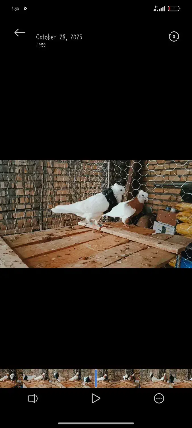 چند عدد طوق سرور عتیقه|پرنده|درودزن, |دیوار