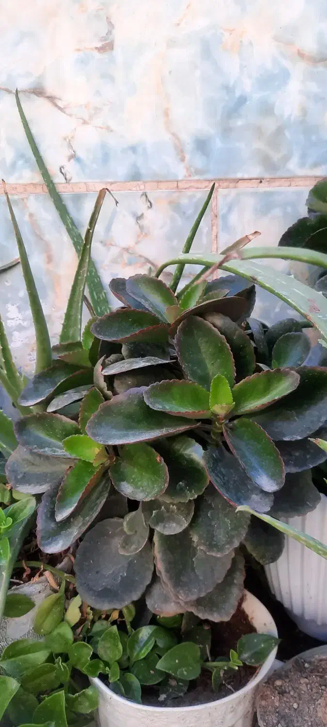 گلدان پپرومیا سالم و پرپشت/مناسب منزل و محل کار|گل و گیاه طبیعی|مشهد, شهرک مهر آباد|دیوار