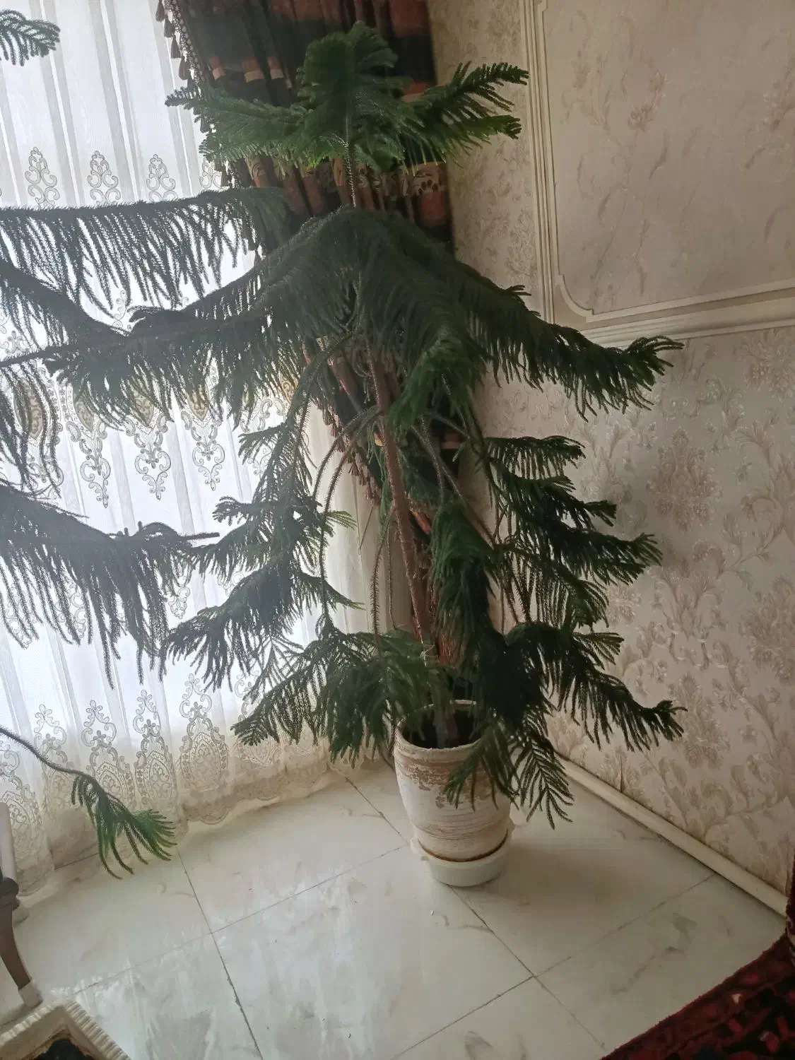 فروش گل|گل و گیاه طبیعی|اهر, |دیوار