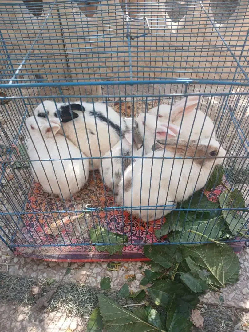 خرگوش فروشی|موش و خرگوش|شهریار, شهریار|دیوار